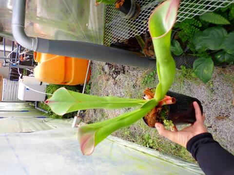 Heliamphora Species（ヘリアンフォラ原種）の商品一覧 | Y's Exotics