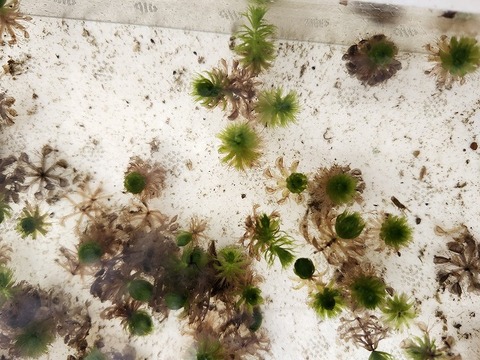 P415 1H Aldrovanda vesiculosa：京都巨椋池系統