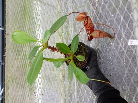 Y426 5-3 N. (sumatrana x boschiana) x campanulata konan