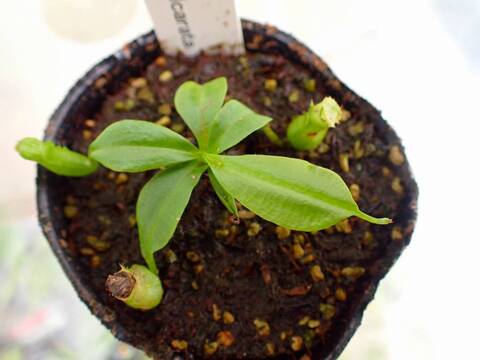 O171 5-1 N. bicalcarata Y's Lab