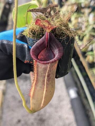 Nepenthes（ネペンテス/ウツボカズラ）の商品一覧 | Y's Exotics （山田食虫植物農園）