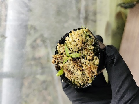 ブラジル産　ミズスマシ　20mm ブラジル産 ミズスマシ 20mm ブラジル産ミズスマシ20mm