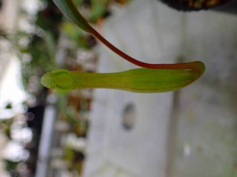 O135 3-2 #BBB N. alata (b) EP