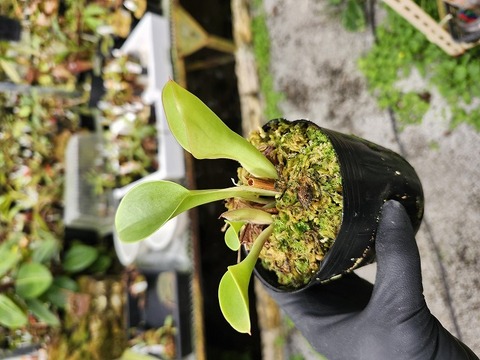 植物販売 センカクガジュマル 販売・通販 ［詳細ページ］ *tree tree*