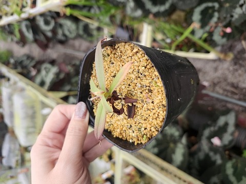 壺　実 Nepenthes（ネペンテス/ウツボカズラ）の商品一覧 | Y's Exotics