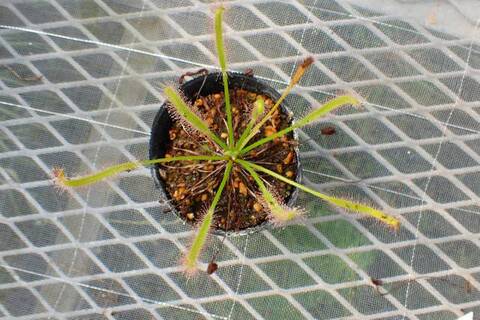 tarou　3種　ガメラG2 2種とドロセラ　種子30個 Drosera（ドロセラ/モウセンゴケ）の商品一覧 | Y's Exotics