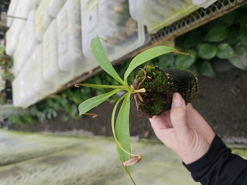 商品一覧 | Y's Exotics （山田食虫植物農園）
