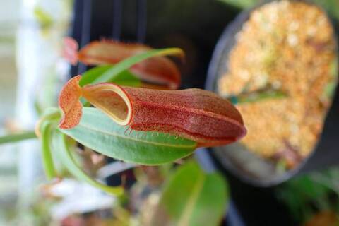 Nepenthes（ネペンテス/ウツボカズラ）の商品一覧 | Y's Exotics