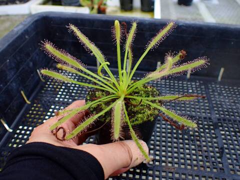 P266 4-1 D. capensis alba x crested nature Y's