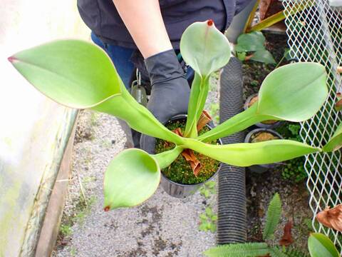 商品一覧 - Y's Exotics （山田食虫植物農園）