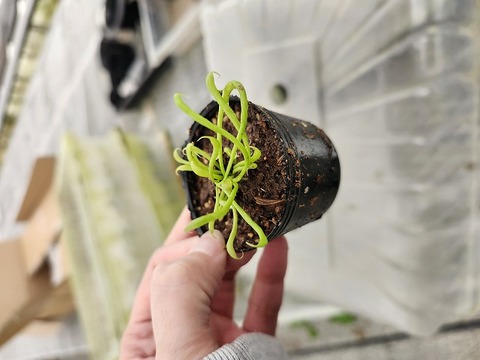 R187  2H  Darlingtonia californica Y's Lab