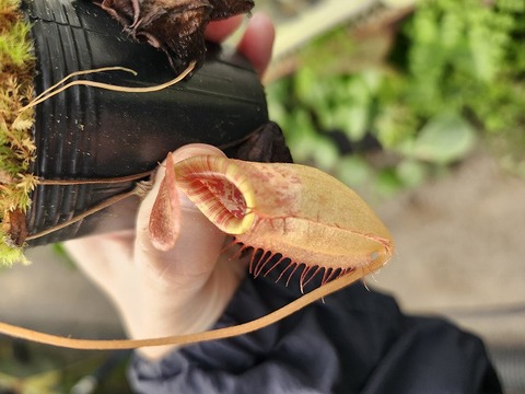 ぺんぺす 商品一覧 - Y's Exotics （山田食虫植物農園）