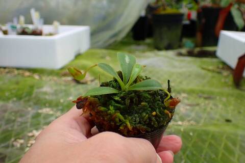 商品一覧 - Y's Exotics （山田食虫植物農園）