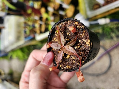 Y's Exotics （山田食虫植物農園）