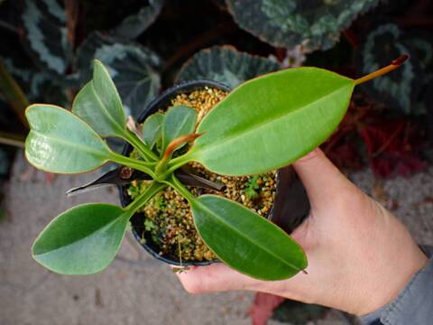 商品一覧 - Y's Exotics （山田食虫植物農園）