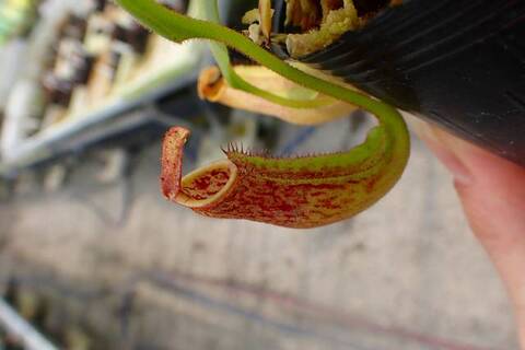Nepenthes（ネペンテス/ウツボカズラ）の商品一覧 | Y's Exotics