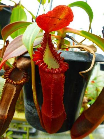 Nepenthes（ネペンテス/ウツボカズラ）の商品一覧 | Y's Exotics （山田食虫植物農園）