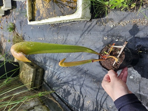商品一覧 - Y's Exotics （山田食虫植物農園）