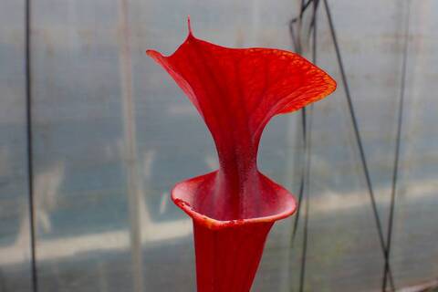 konyuji様　バラエンシス、パラディセア Sarracenia（サラセニア）の商品一覧 | Y's Exotics （山田食虫