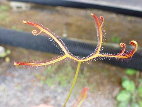 G428 4-1 D. binata var. dichotoma カクタス長田