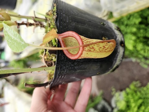商品一覧 - Y's Exotics （山田食虫植物農園）