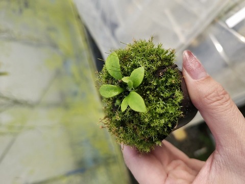 Cephalotus follicularis （フクロノユキノシタ）の商品一覧 | Y's