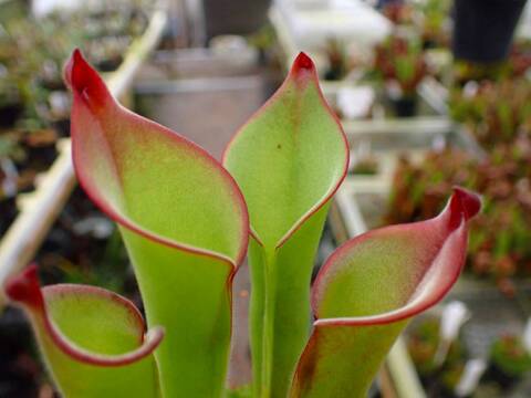 商品一覧 - Y's Exotics （山田食虫植物農園）