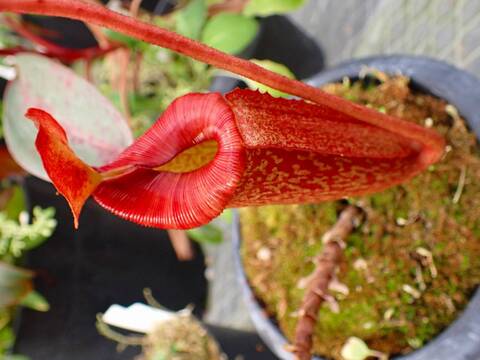 食虫植物N. xtrusmadensis AW clone:3 食虫植物N. xtrusmadensis AW clone:3 食虫植物N. xtrusmadensis AW