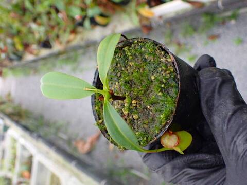 R344 5-1 N. bicalcarata Y's Lab