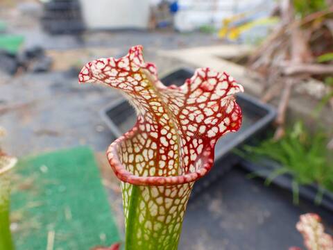 商品一覧 - Y's Exotics （山田食虫植物農園）