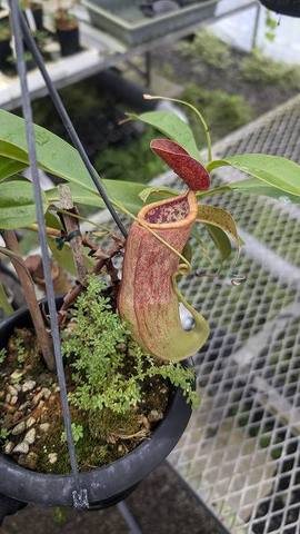 Nepenthes（ネペンテス/ウツボカズラ）の商品一覧 | Y's Exotics （山田食虫植物農園）