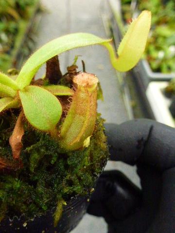 商品一覧 | Y's Exotics (山田食虫植物農園) 商品一覧 | Y's Exotics (山田食虫植物農園)