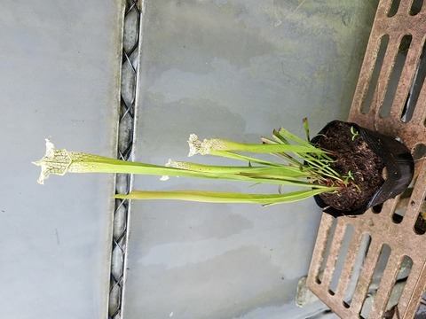 Y's Exotics （山田食虫植物農園）