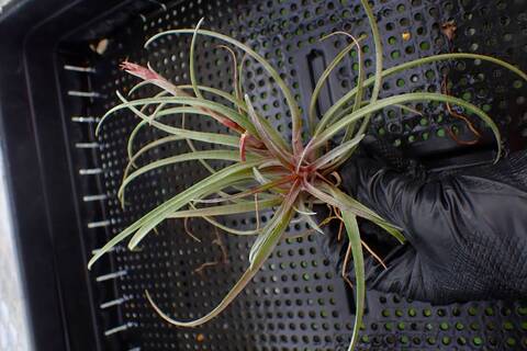 G206 3-1 T. capitata v. x domingensis TI