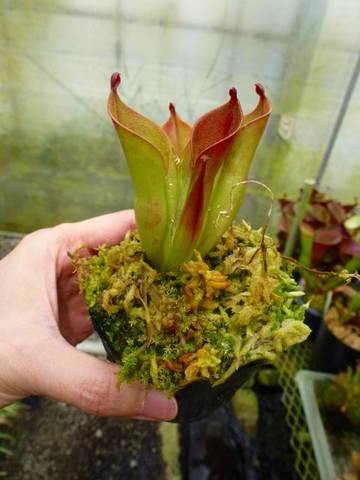 Heliamphora（ヘリアンフォラ）の商品一覧 | Y's Exotics （山田食虫