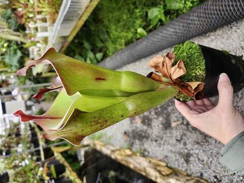 Heliamphora(ヘリアンフォラ)の商品一覧 | Y's Exotics (山田 Heliamphora(ヘリアンフォラ)の商品一覧 | Y's Exotics (山田