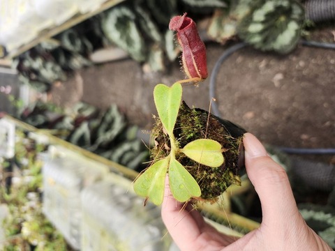 E226 1-4 N. (truncata x peltata) x lowii #NNN 