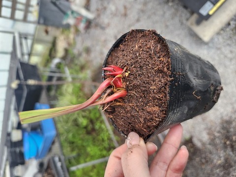 E171 2H S. leucophylla (Hosford. Apalachicola) CK
