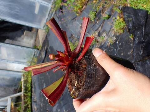 R108 S. leucophylla (hybrid) Alaflora