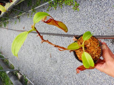 商品一覧 - Y's Exotics （山田食虫植物農園）