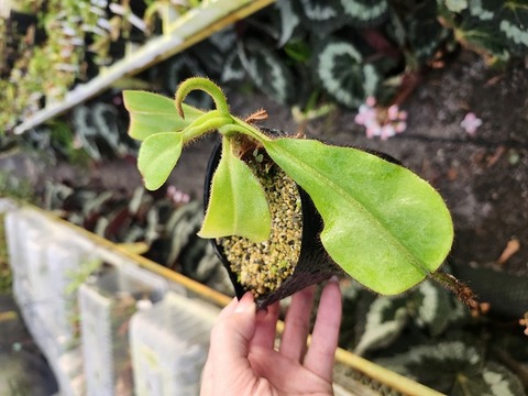Y's Exotics （山田食虫植物農園）