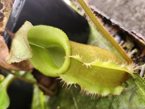 Y's Exotics （山田食虫植物農園）