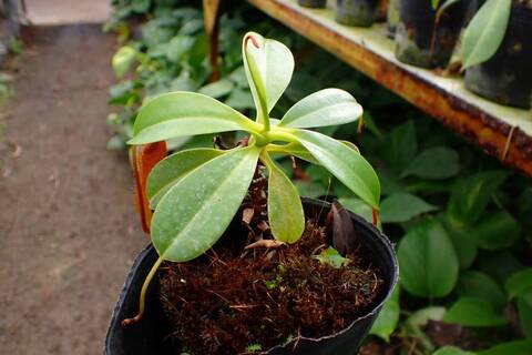 J557 1-4 N. ventricosa x edwardsiana
