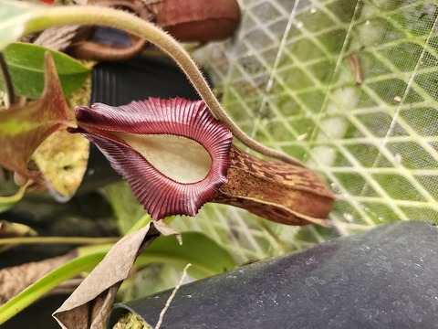 商品一覧 - Y's Exotics （山田食虫植物農園）