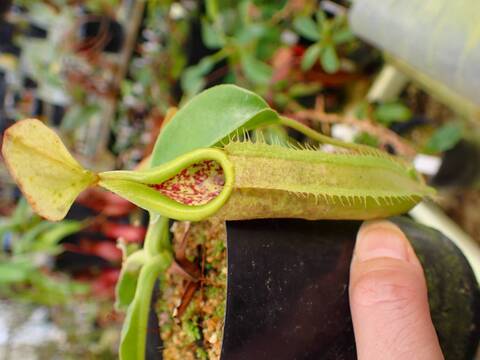 商品一覧 - Y's Exotics （山田食虫植物農園）