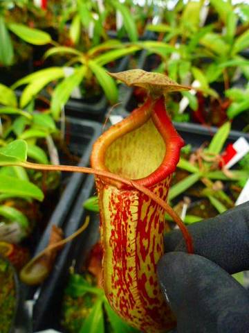 Nepenthes（ネペンテス/ウツボカズラ）の商品一覧 | Y's Exotics （山田食虫植物農園）