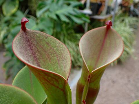 商品一覧 - Y's Exotics （山田食虫植物農園）