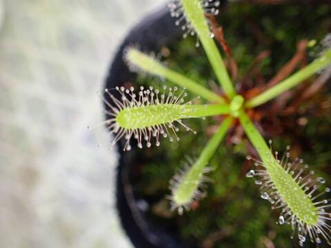 商品一覧 - Y's Exotics （山田食虫植物農園）