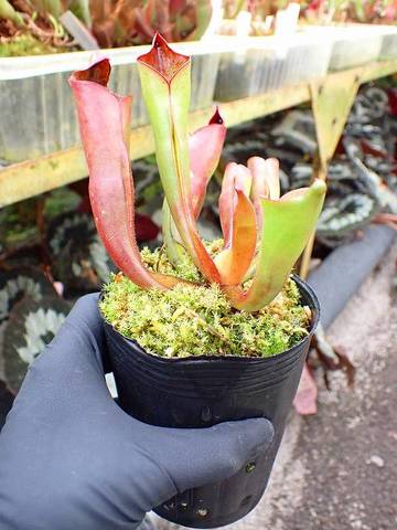 Heliamphora（ヘリアンフォラ）の商品一覧 | Y's Exotics （山田食虫植物農園）