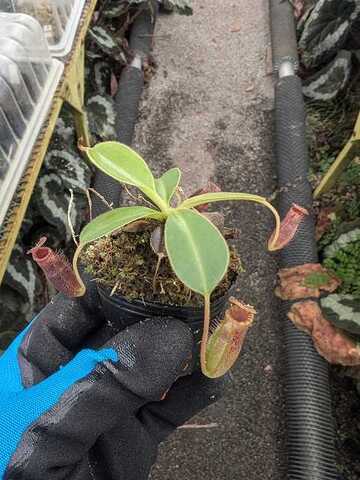 Nepenthes（ネペンテス/ウツボカズラ）の商品一覧 | Y's Exotics （山田食虫植物農園）